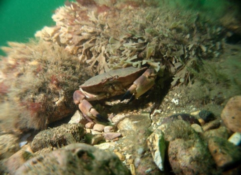 Edible crab