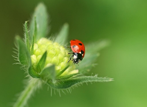 Ladybird