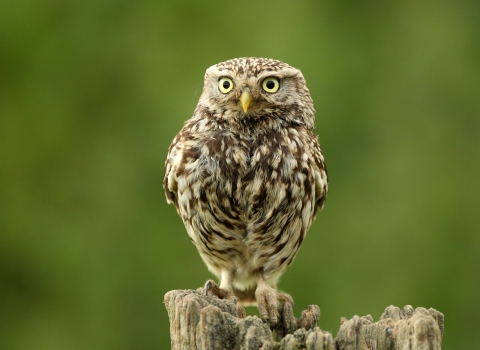 Little Owl