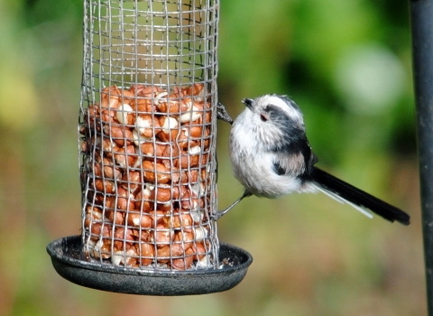 Long-tailed tit