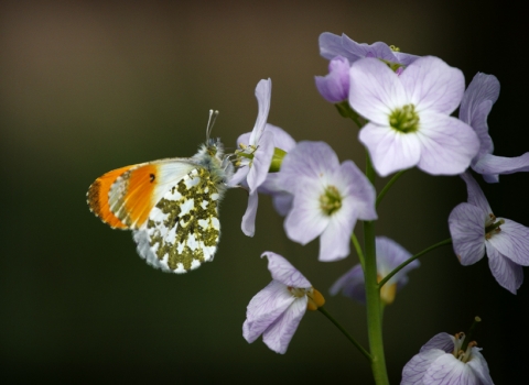 Orange tip on cuckoo flower