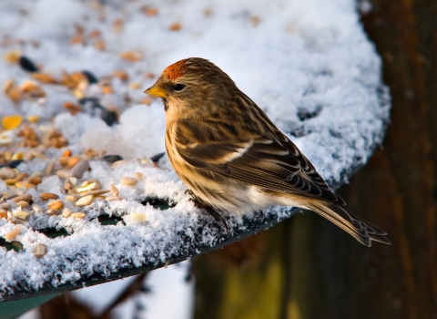 Redpoll