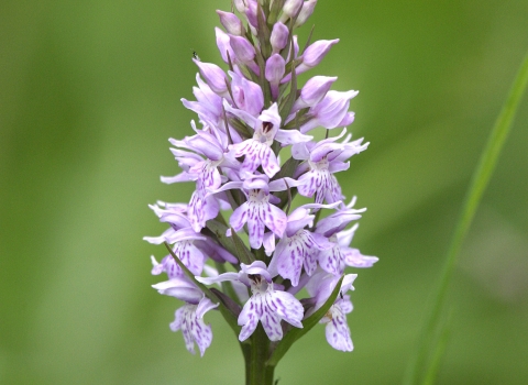 Orchid