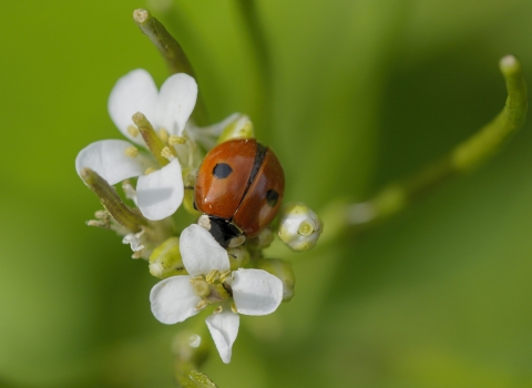 Two spot Ladybird