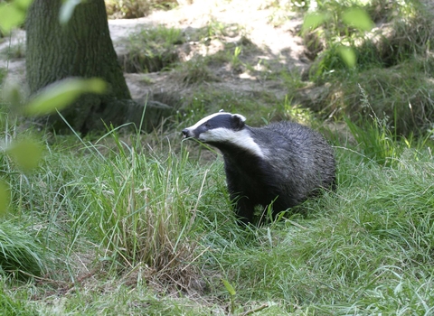 Badger