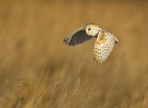 Barn Owl Danny Green 2020VISION