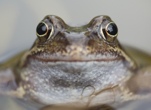 Common Frog