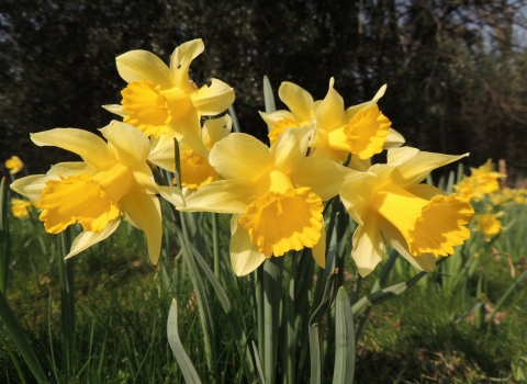 Daffodils