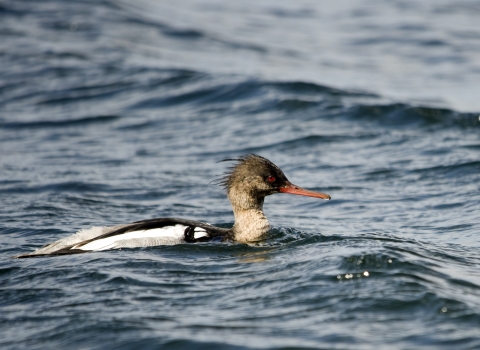 Red-breasted merganser