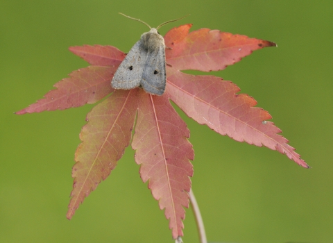 Red-line quaker