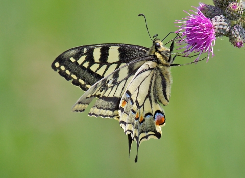 Swallowtail Butterfly