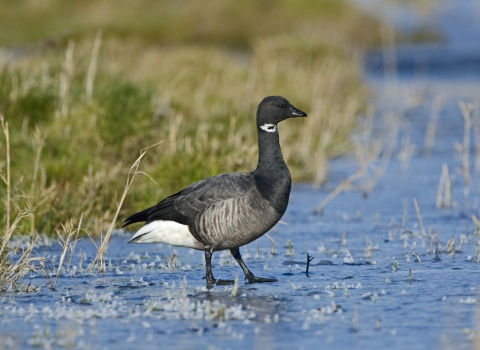 Brent Goose