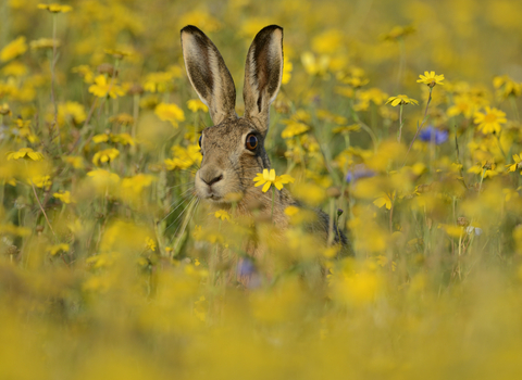 Brown Hare