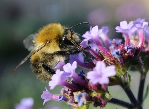 Bumblebee