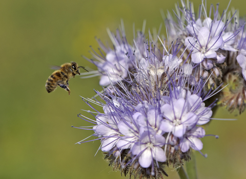 European Honey Bee in flight at a flower