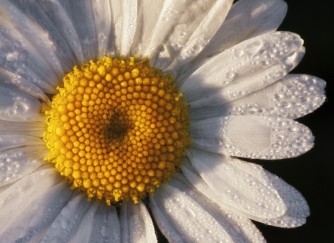 Ox-eye Daisy
