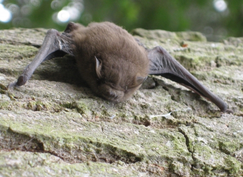 Soprano Pipistrelle Bat