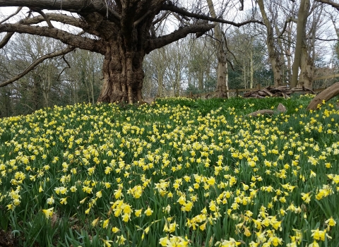 Spring flowers at Warley Place