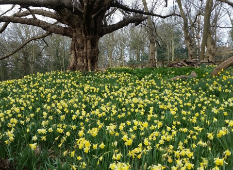 Spring flowers at Warley Place 