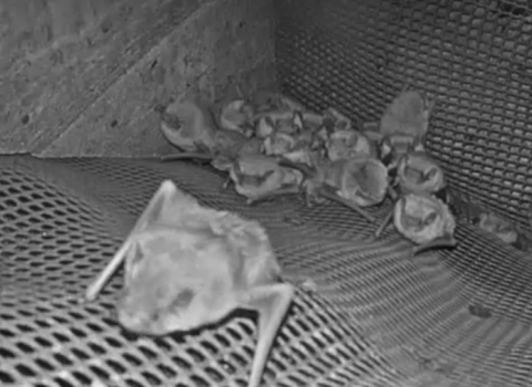 Bat Webcam