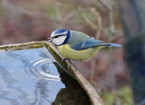 Blue Tit