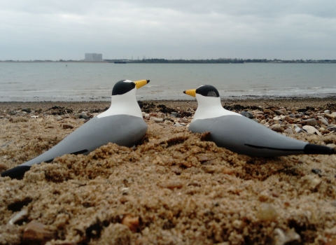 Little Tern Project