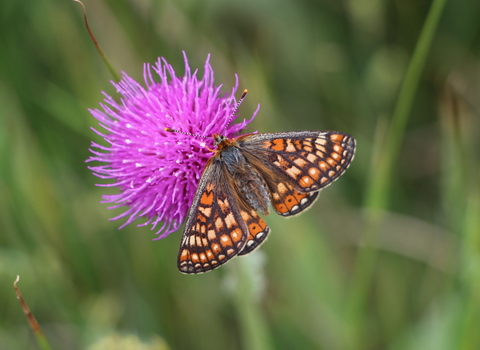 Hanningfield Butterfly