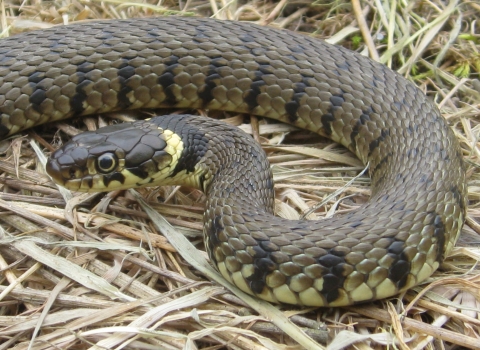 Grass Snake