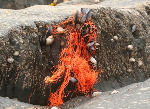 Mussels and litter