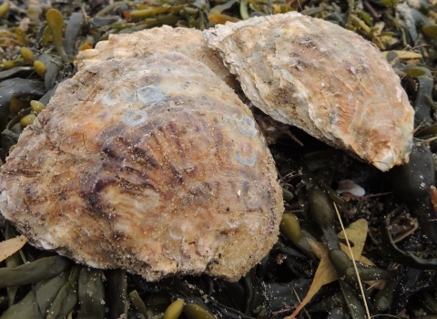 Oyster Mersea Island