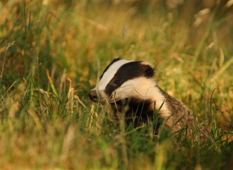 Badger