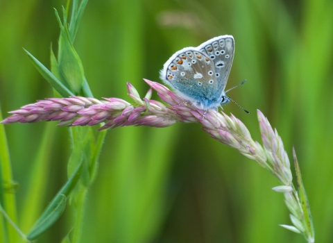 Common Blue Butterfly