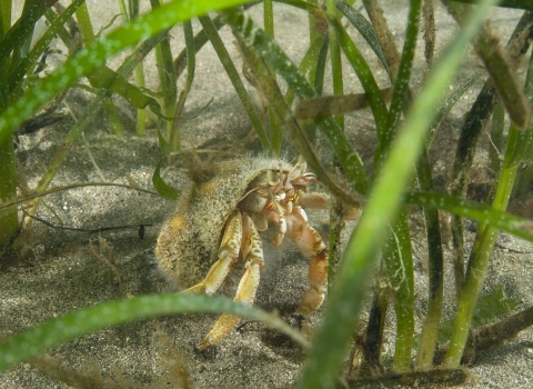 Hermit crab, in eelgrass 