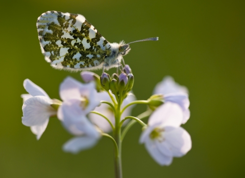 Orange Tip butterfly