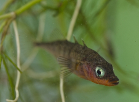 Three Spined Stickleback