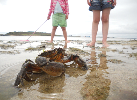 Children and crab on the beach