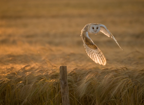 Barn Owl 