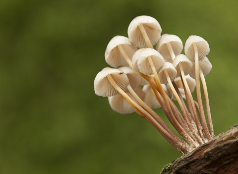 Fungi Mycena inclinata Bolderwood