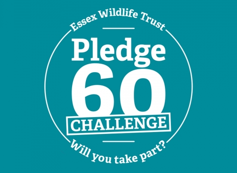 Pledge 60 Challenge