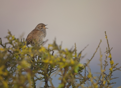 Hedges for wildlife