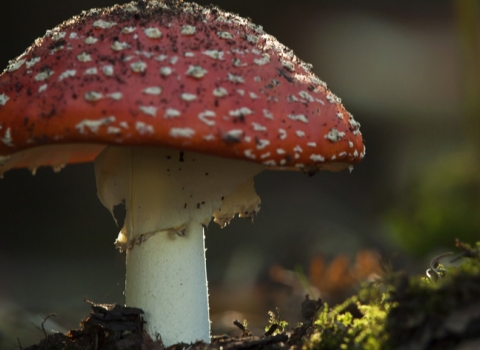Fly Agaric - Neil Aldridge