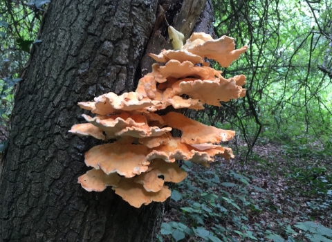 Fungi: Chicken of the wood