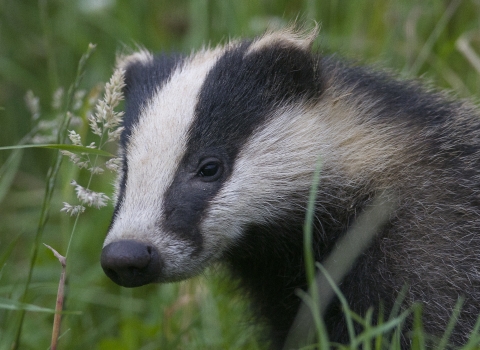 Badger