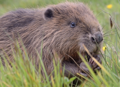 Beaver - Nick Upton / Cornwall Wildlife Trust
