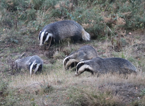 Badgers at Fingringhoe