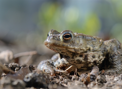 Common Toad - Nick Upton/2020VISION