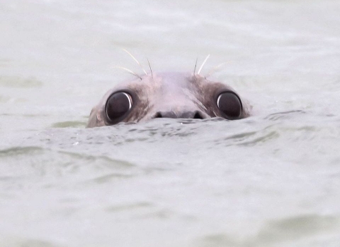 Grey seal by Andrew Armstrong
