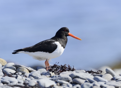 Oystercatcher