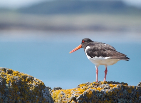 Oystercatcher