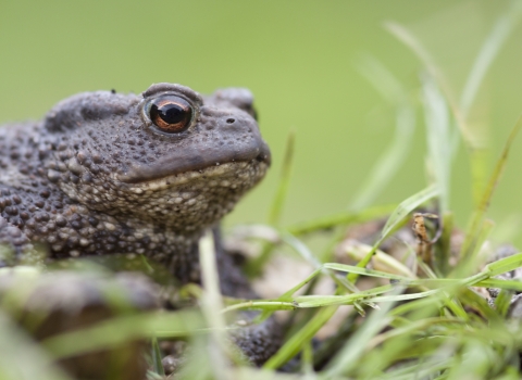 Common Toad - Tom Marshall